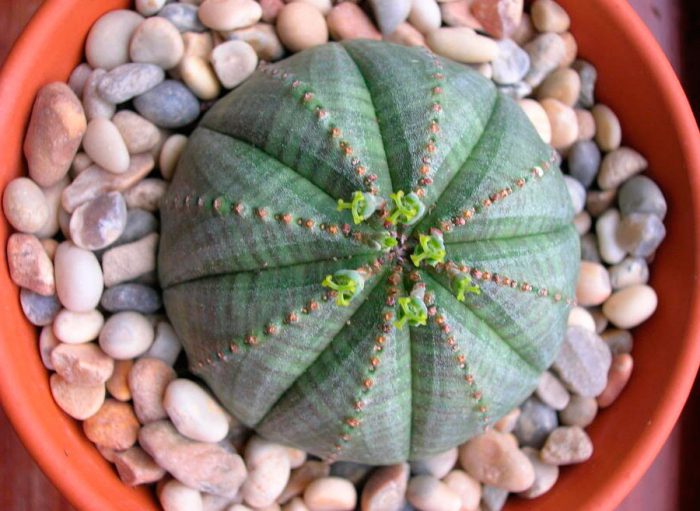 Puffy or obese spurge (Euphorbia obesa)