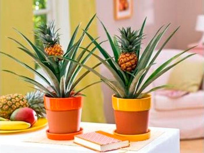 Indoor pineapple