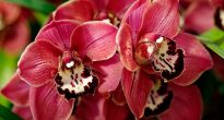 Cymbidium Orchidea