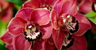 Cymbidium Orchidea