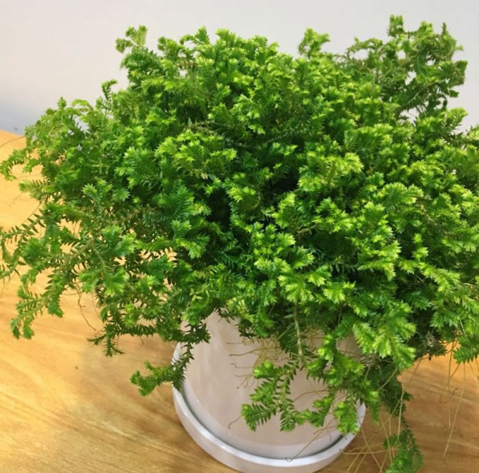 Caring for Selaginella at home