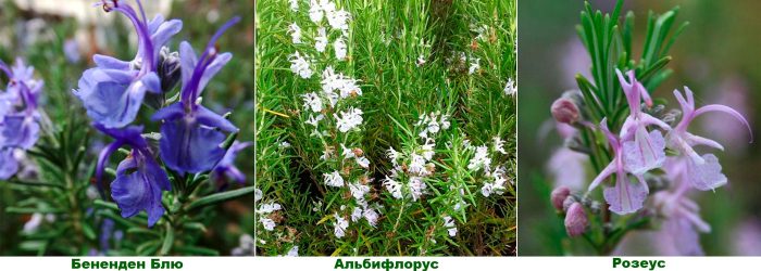 Types and varieties of rosemary