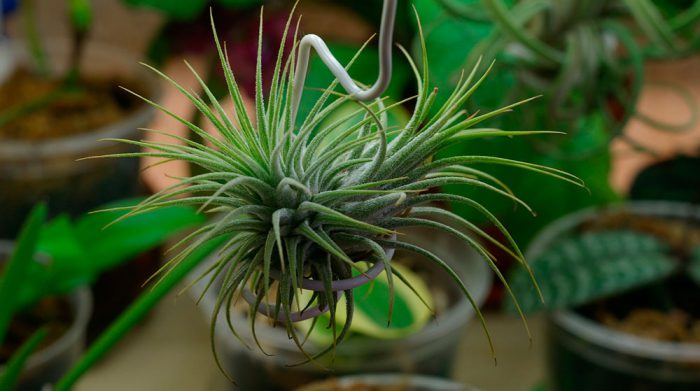 Tillandsia gris ou atmosphérique