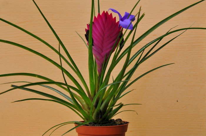 Tillandsia grön eller krukväxt