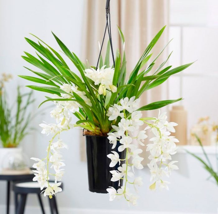 A cymbidium orchidea gondozása otthon