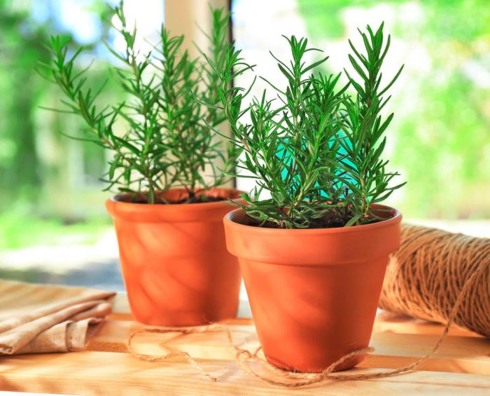 Growing rosemary at home