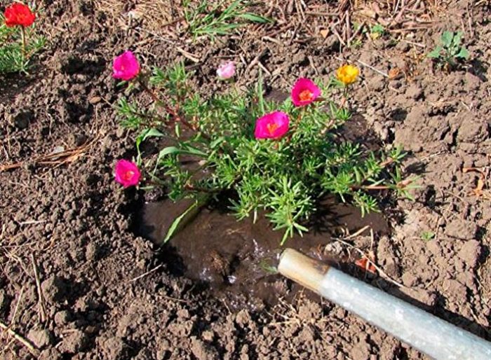 Planting a purslane in open ground