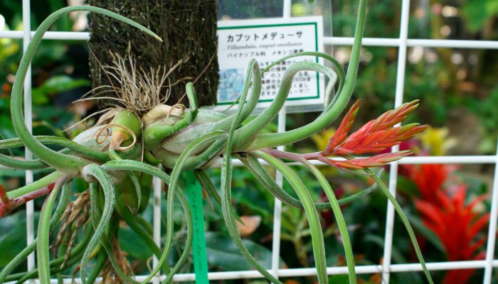 Meduze Tillandsia cap (Tillandsia caput-medusae)