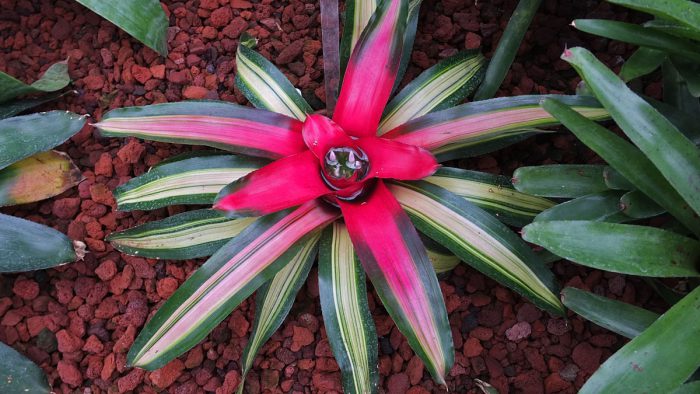 Neoregelia carolina