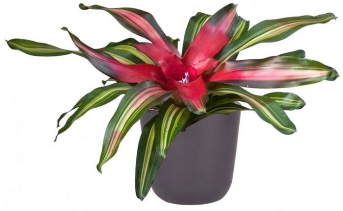 Néoregelia