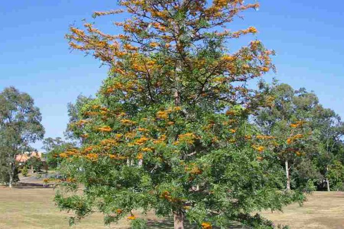 Grevillea large (Grevillea robusta)