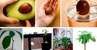 Cultivarea unui avocado acasă