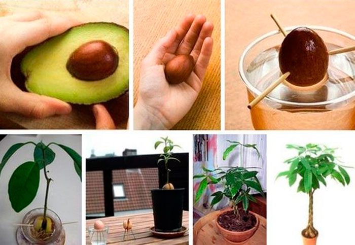 Growing an avocado at home