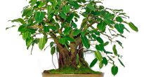 Ficus sacred