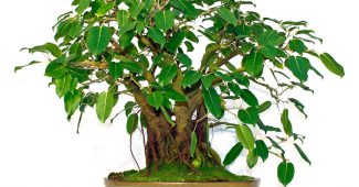 Ficus szent
