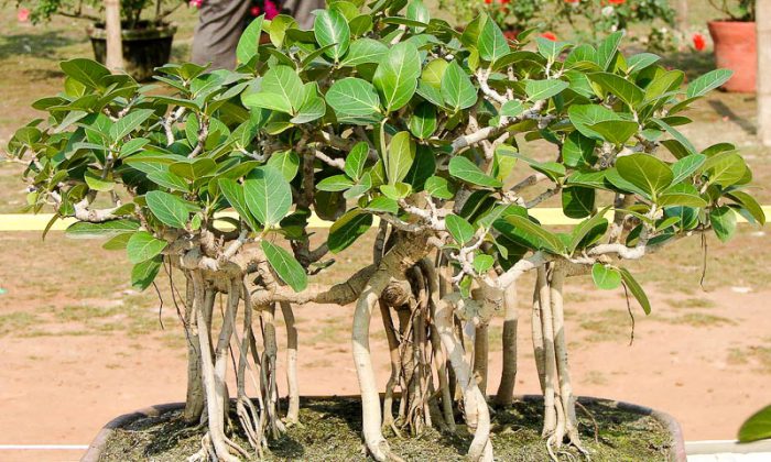 Ficus bengáli