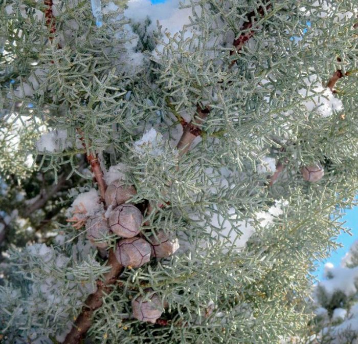 Cypress arizona