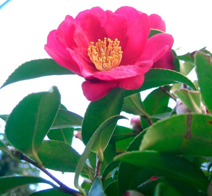 Camellia hegy