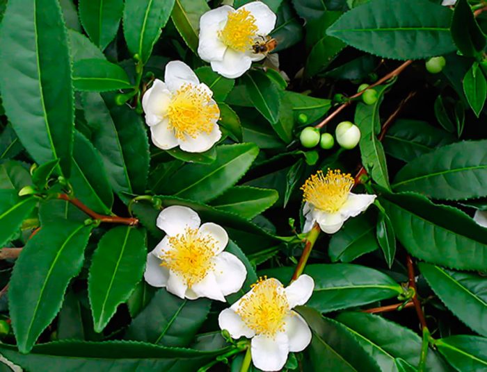 Camellia kínai