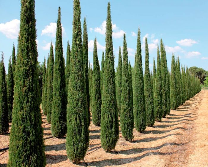 Evergreen cypress