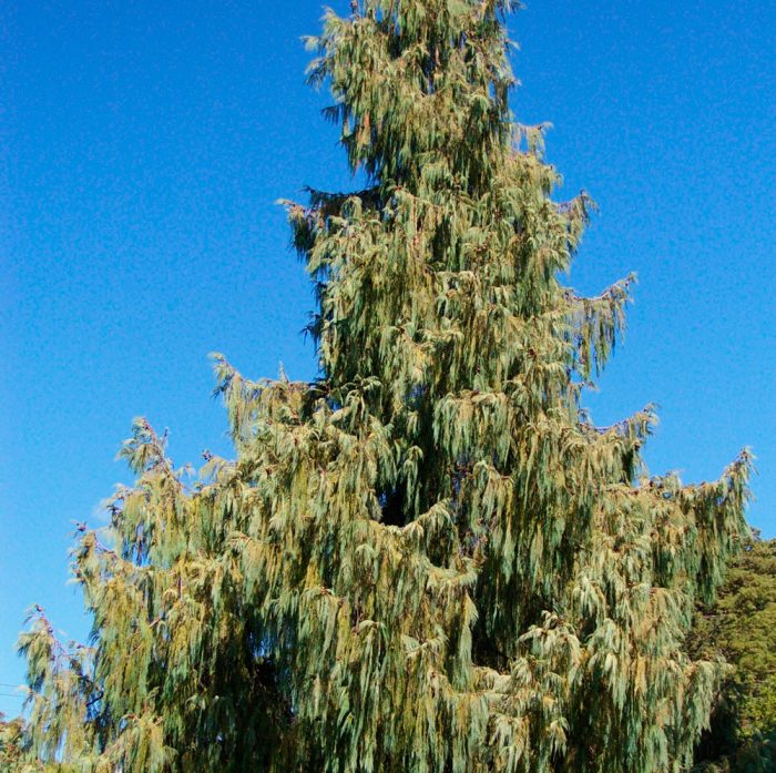 Kashmir cypress