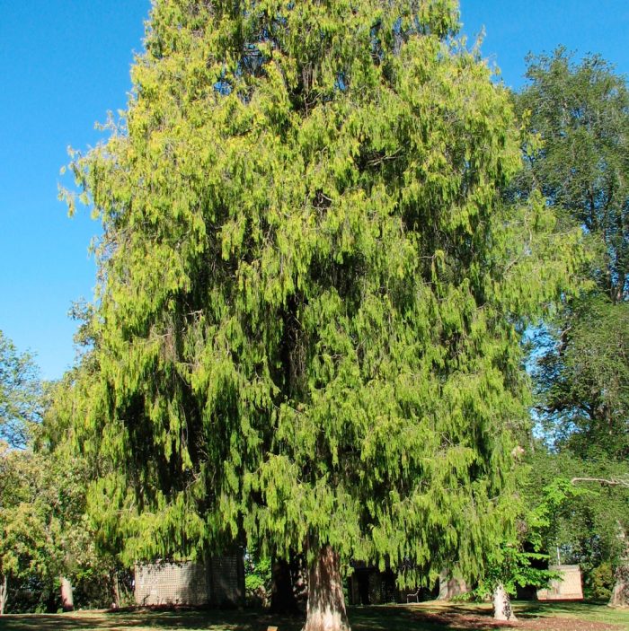 Cipress plângător