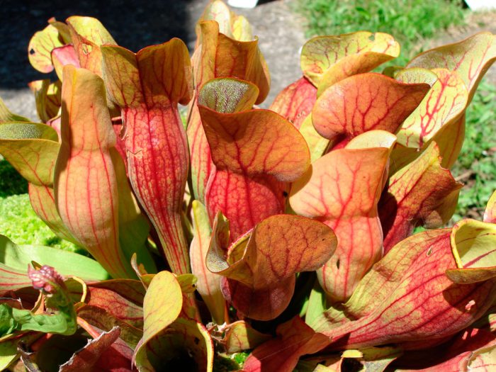 Sarracenia purpurea (Sarracenia purpurea)