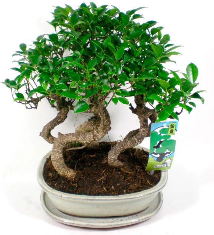 Ficus sacru