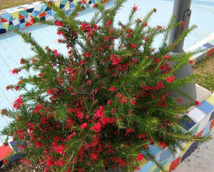 Grevillea rosmarin (Grevillea rosmarinifolia)