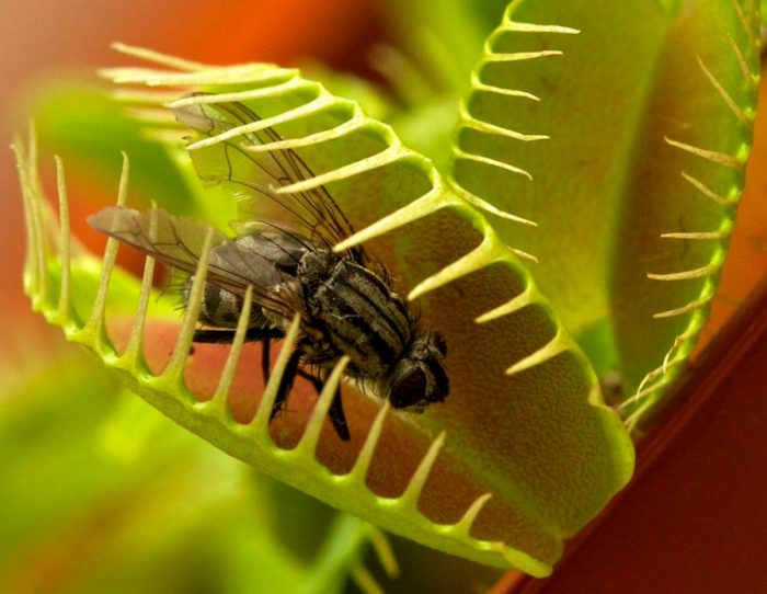 Features of the Venus flytrap