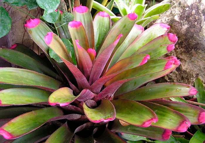 Belle ou élégante neoregelia (Neoregelia spectabilis)