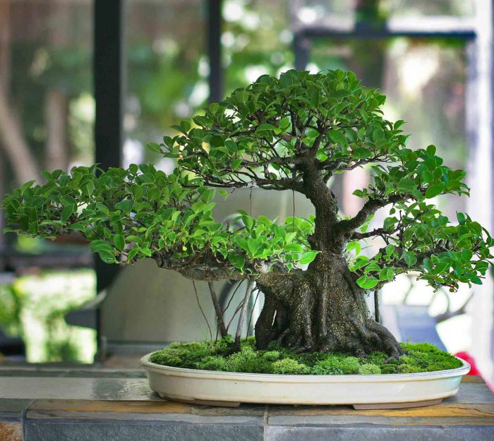 Ficus szent