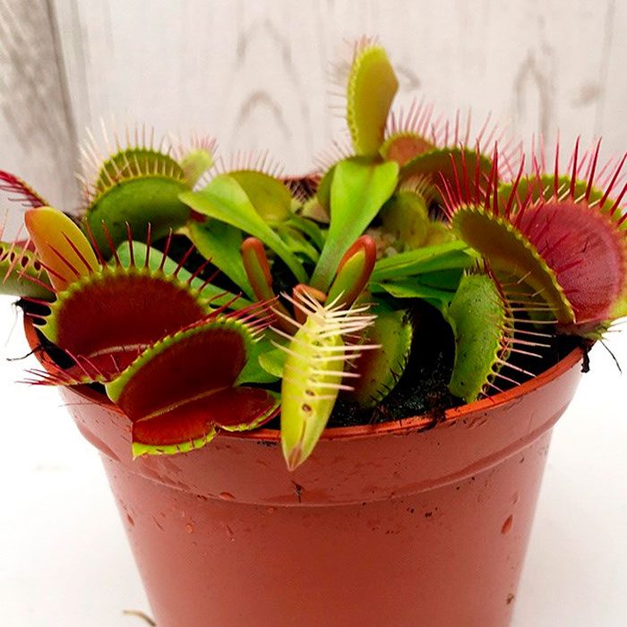Home care for the Venus flytrap