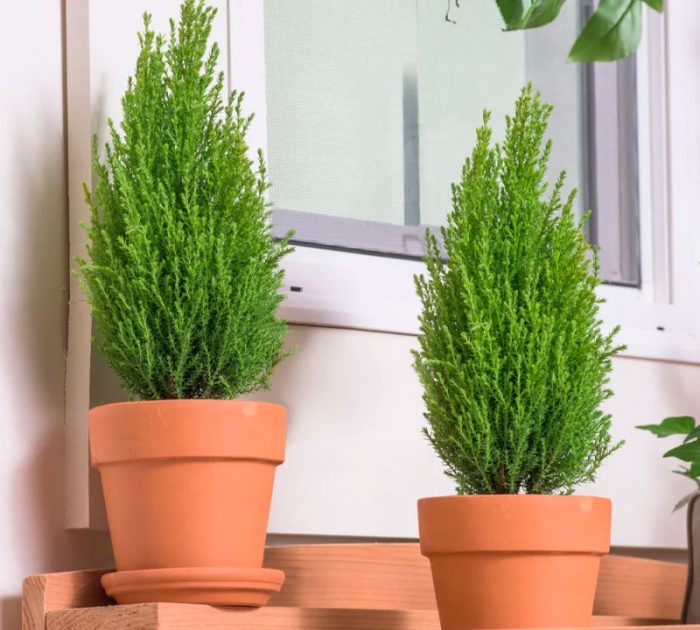 Cypress tree care at home