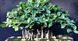Ficus bengal