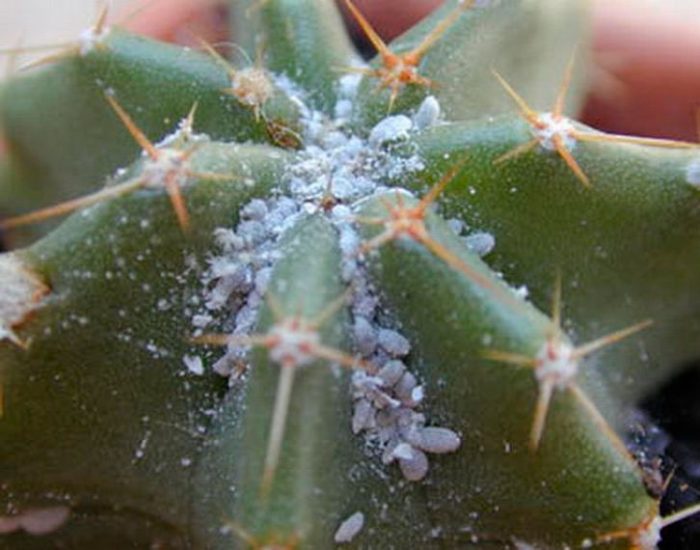 mjölbug på kaktus