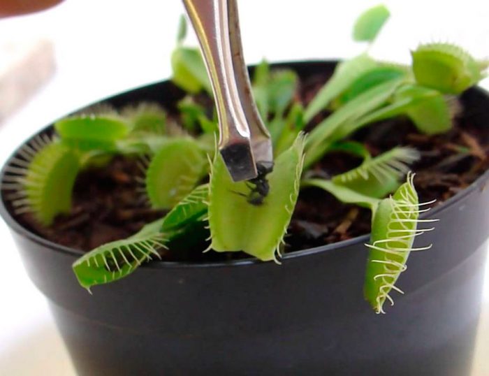 How to feed a Venus flytrap