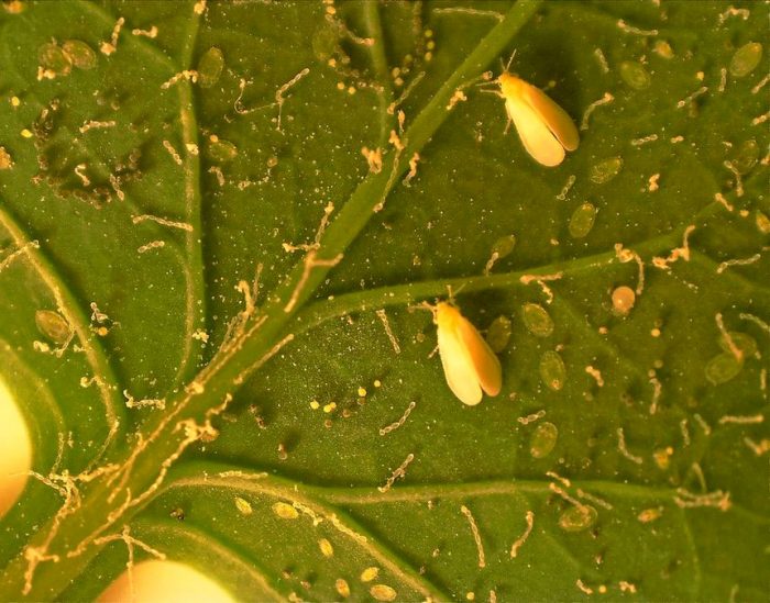 Whitefly on cucumbers