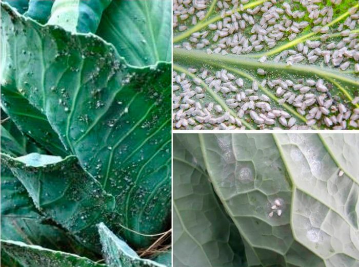 whitefly on cabbage
