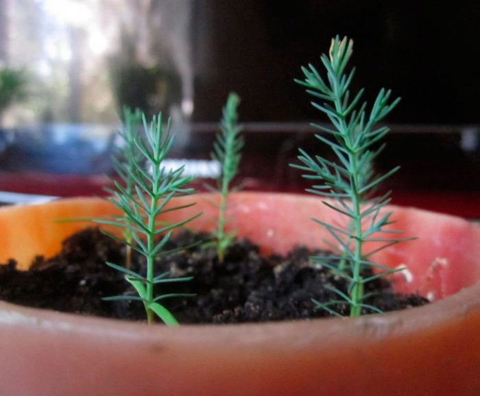 Växande cypress från frön