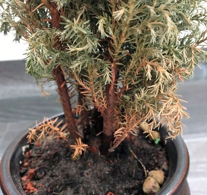 Cypress pests and diseases