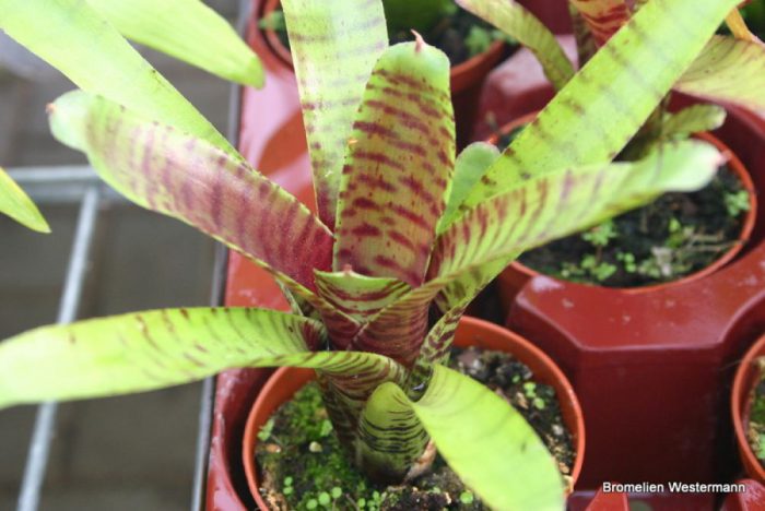 Tigris neoregelia (Neoregelia tigrina)