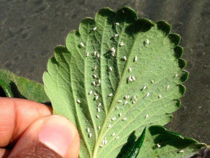 whitefly on strawberries