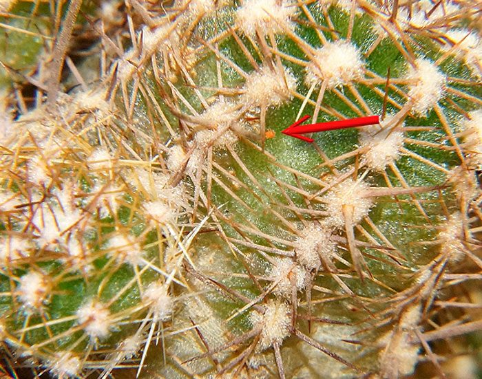 Acarianul Cactus