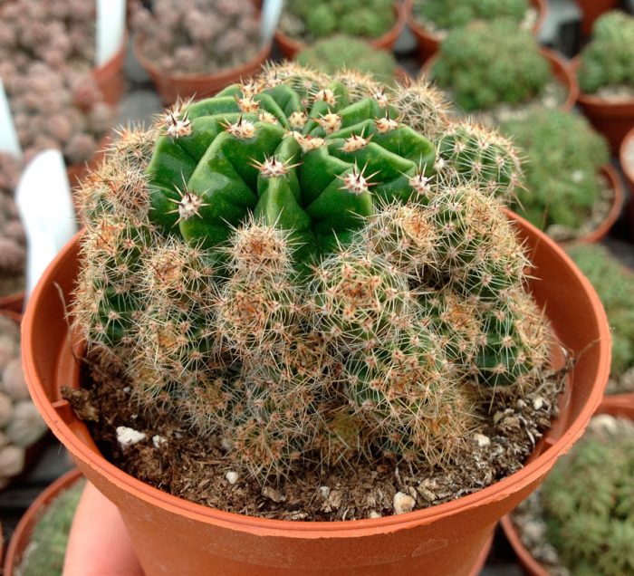 Echinopsis multiple division