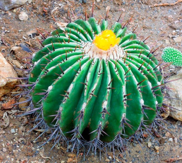 Echinocactus széles gerincű