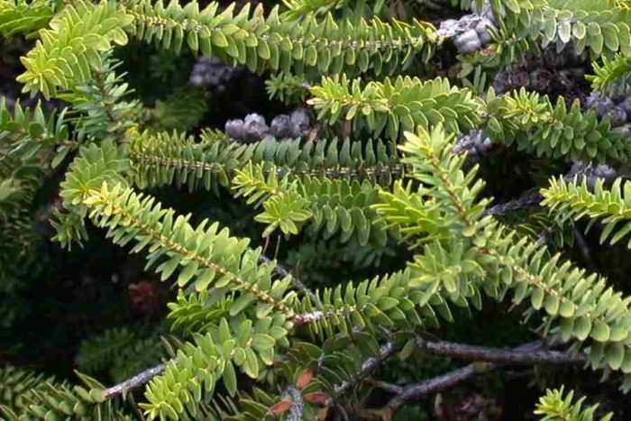 Melaleuca diosmifolia (Melaleuca diosmifolia)