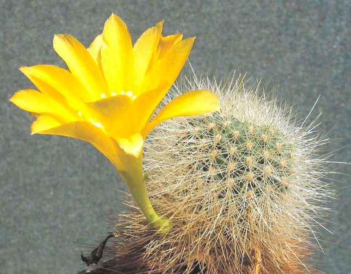 Rebutia golden-flowered