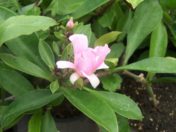 Pereskia grandiflora (Pereskia grandiflora)