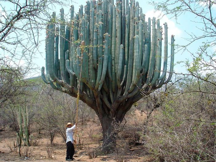 Cereus giant (desert giant)
